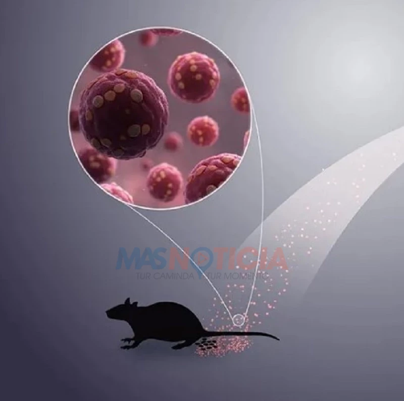 Aruba Health Authority Monitoring Hantavirus Deaths in Venezuela